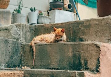 macska aids a csendes gyilkos