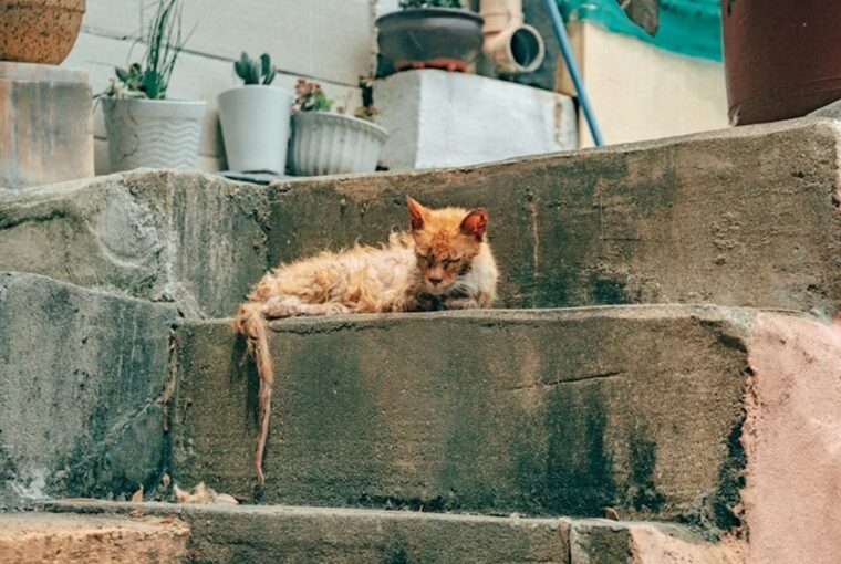 macska aids a csendes gyilkos