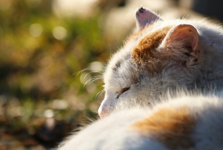 macska aids a csendes gyilkos