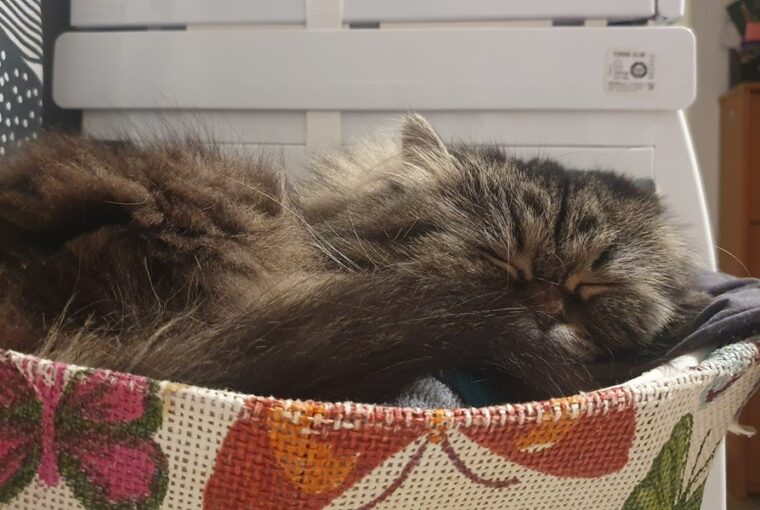 macska friss ruhakra 4