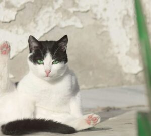 macska miutan elvegezte a dolgat