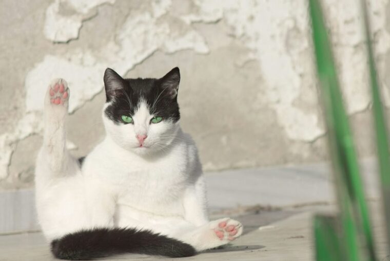 macska miutan elvegezte a dolgat