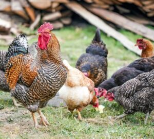 madarak csipos paprika