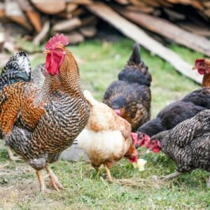 madarak csipos paprika