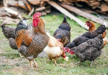 madarak csipos paprika