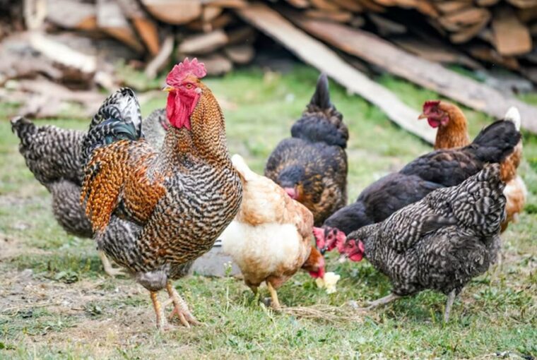 madarak csipos paprika