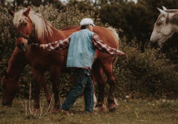 miert koszos lovas ruhaja