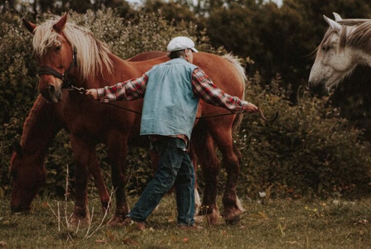 miert koszos lovas ruhaja