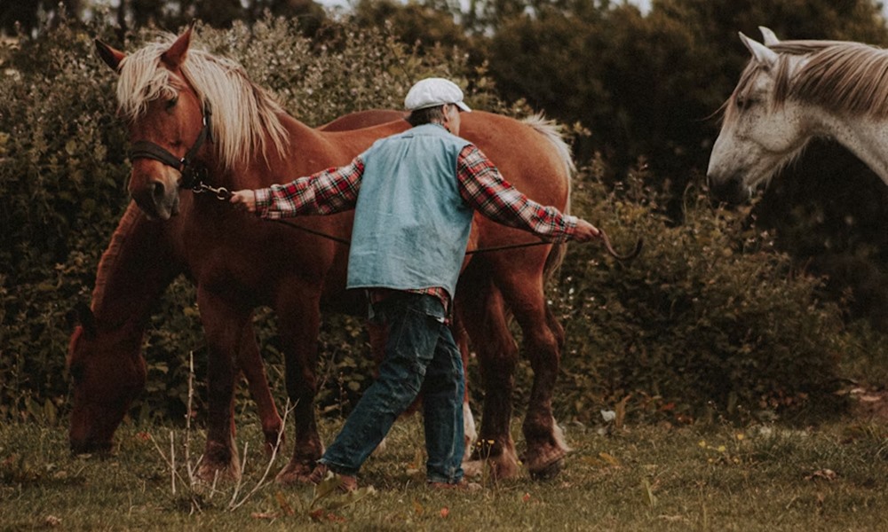 miert koszos lovas ruhaja