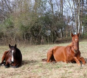 mit tanulhatnank a lovaktol