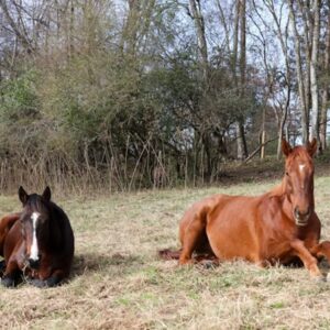 mit tanulhatnank a lovaktol