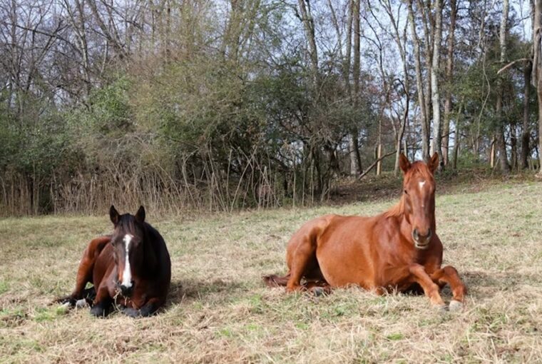 mit tanulhatnank a lovaktol