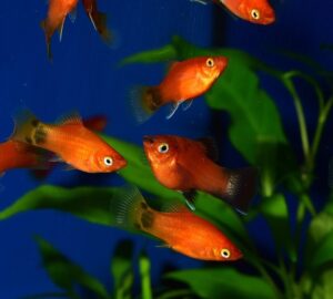 platti az akvariumban