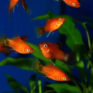 platti az akvariumban