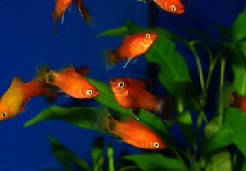 platti az akvariumban