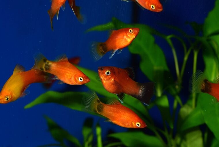 platti az akvariumban