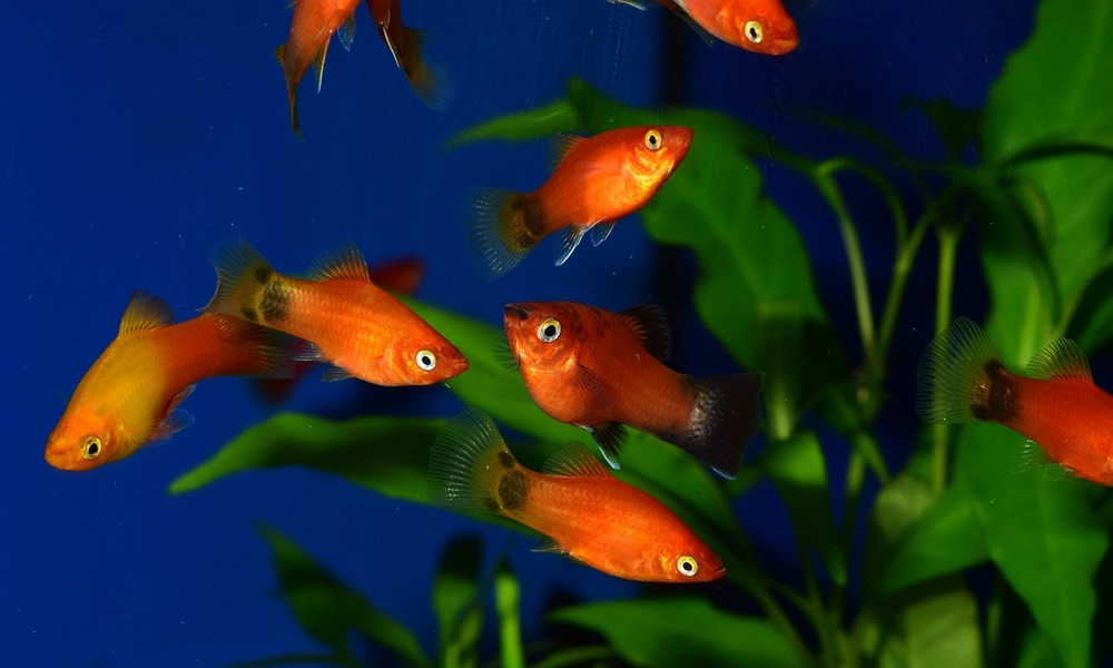 platti az akvariumban