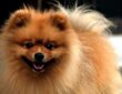 pomeraniai torpespitz