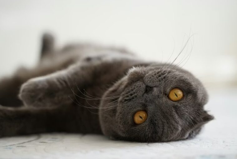 skot logofulu macska