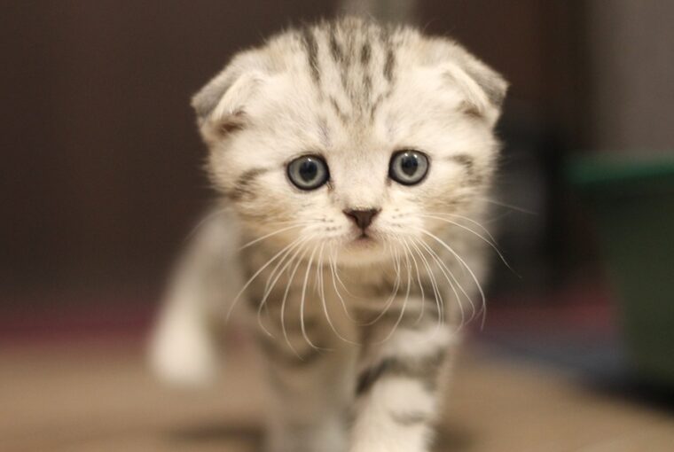 skot logofulu macska