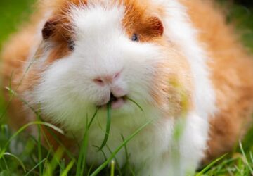 Tengerimalac ideális hőmérséklet