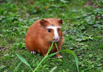 tengerimalac szarmazas