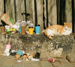 toxoplazmozis macskaknal