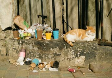 toxoplazmozis macskaknal