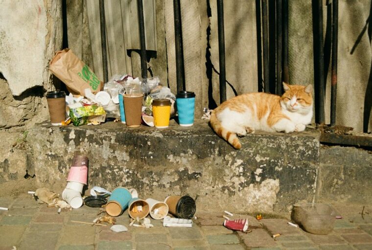 toxoplazmozis macskaknal