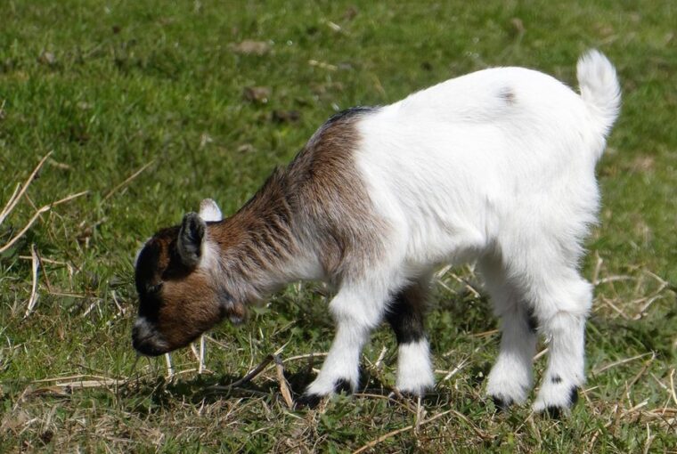 veszelyes jarvany terjed