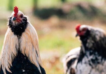 a tyukudvar bolcs lazadoja az araucana