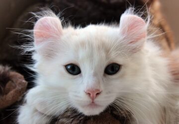 amerikai gorbefulu macska