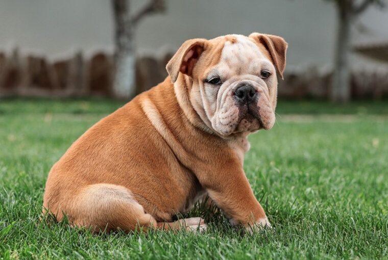 angol bulldog 2