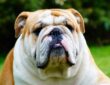 angol bulldog egy rancos arc