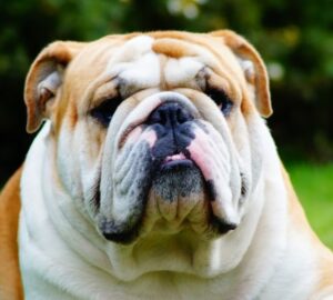 angol bulldog egy rancos arc