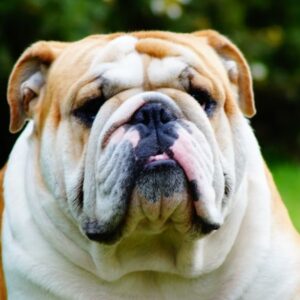 angol bulldog egy rancos arc