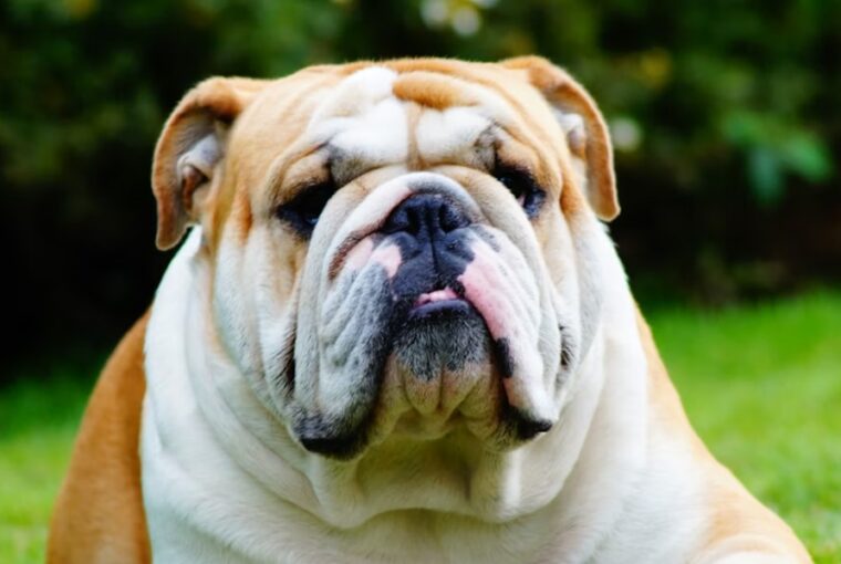 angol bulldog egy rancos arc