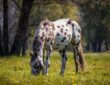 appaloosa lo