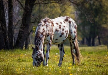 appaloosa lo