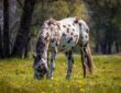 appaloosa lo