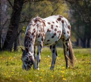 appaloosa lo