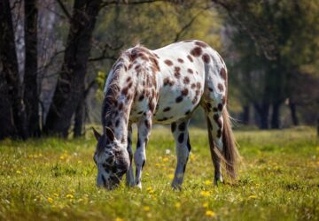 appaloosa lo