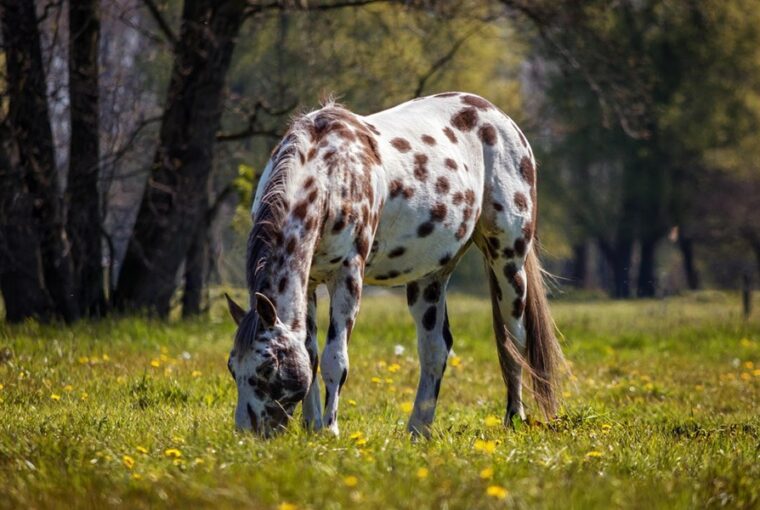 appaloosa lo
