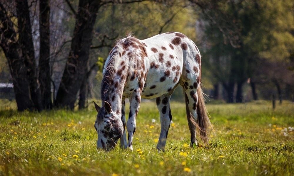 appaloosa lo