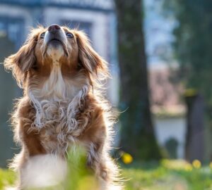bolhak kullancsok es a lathatatlan veszelyek