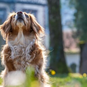 bolhak kullancsok es a lathatatlan veszelyek