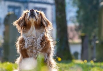 bolhak kullancsok es a lathatatlan veszelyek