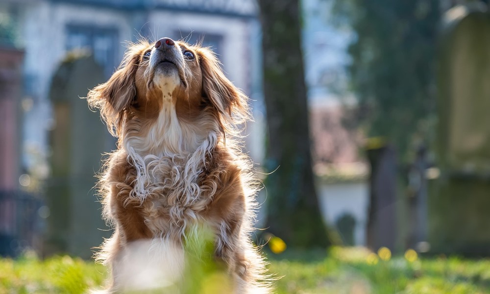 bolhak kullancsok es a lathatatlan veszelyek