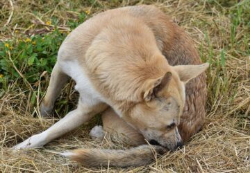 bolhak kullancsok es a lathatatlan veszelyek