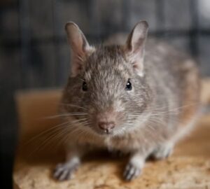 degu a kis meretu nagy eszjarasu lakotars